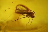 Seven Fossil Flies (Diptera) In Baltic Amber #150733-6